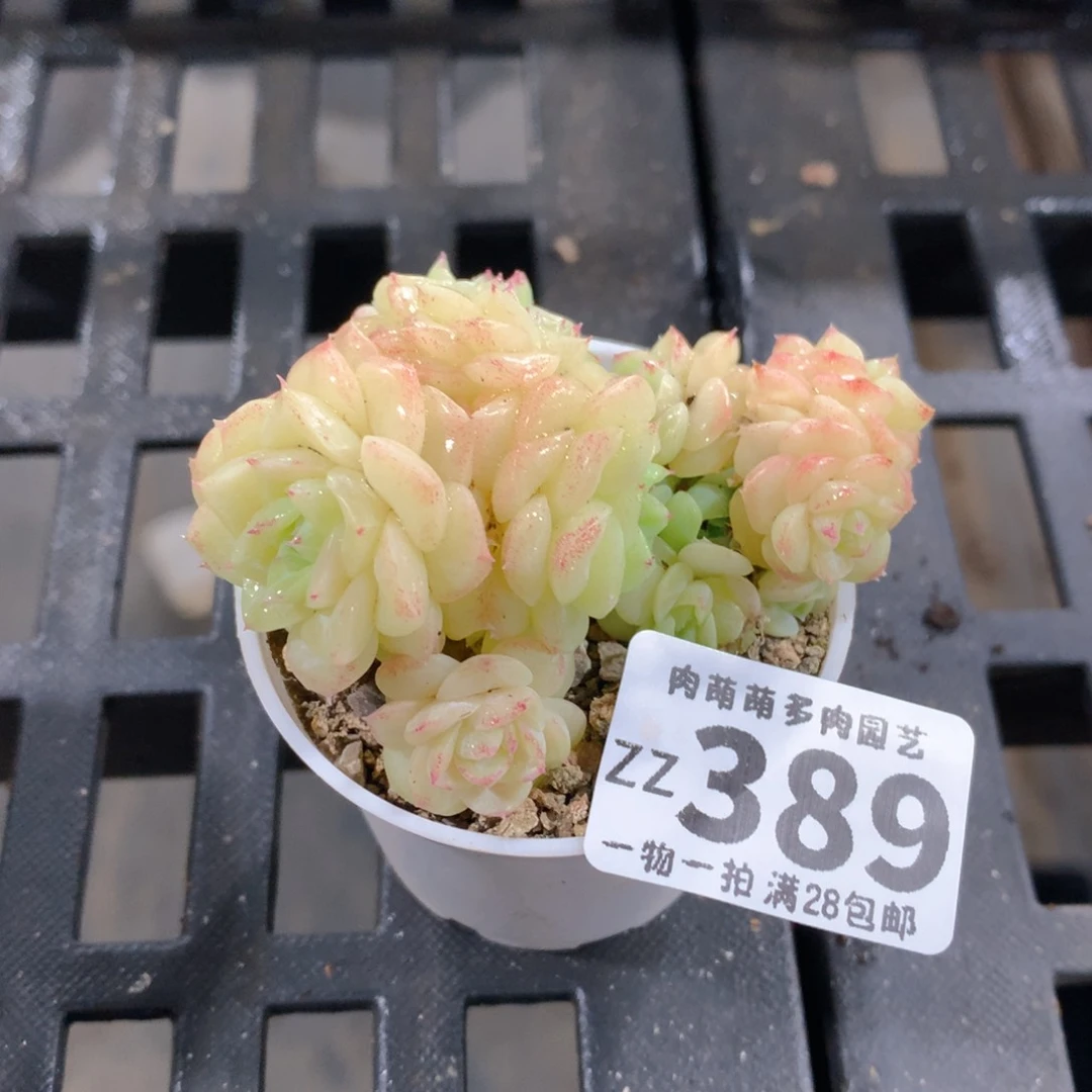 肉萌萌拇指盆精控多肉ZZ389