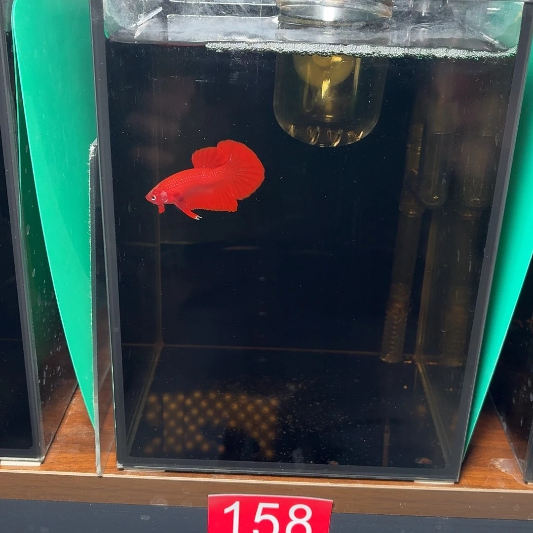 斗鱼超红hmpk 公鱼