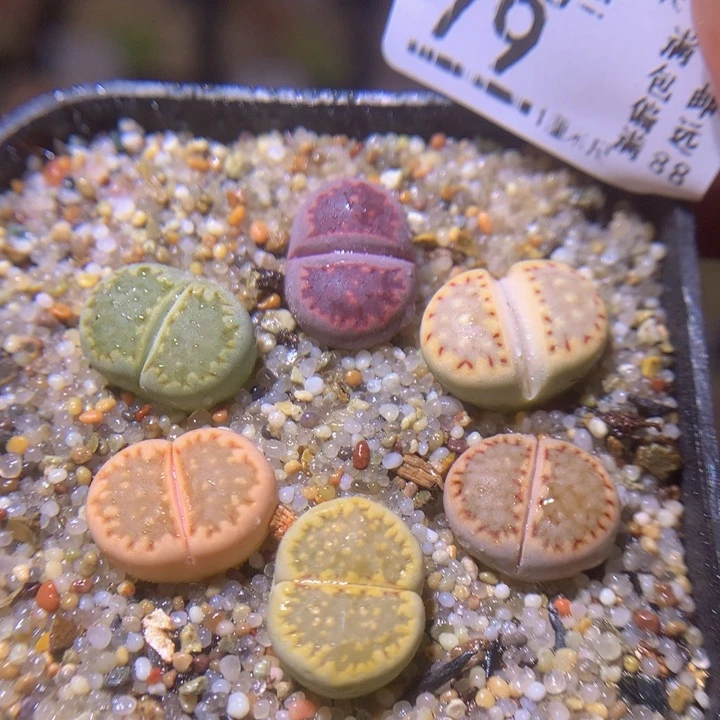 精品生石花215.79