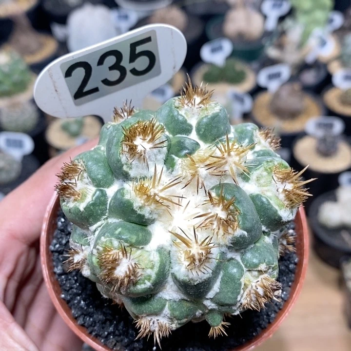 235号刺缀象牙6.5cm