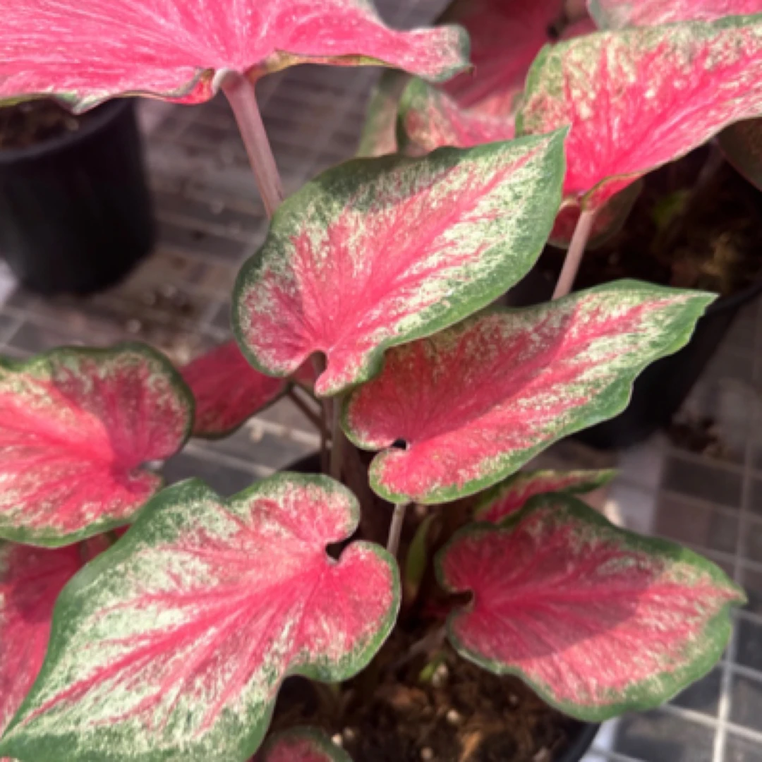 室内盆栽绿植（粉色诱惑）进口植物彩叶芋国内发货龟背竹海芋玛丽