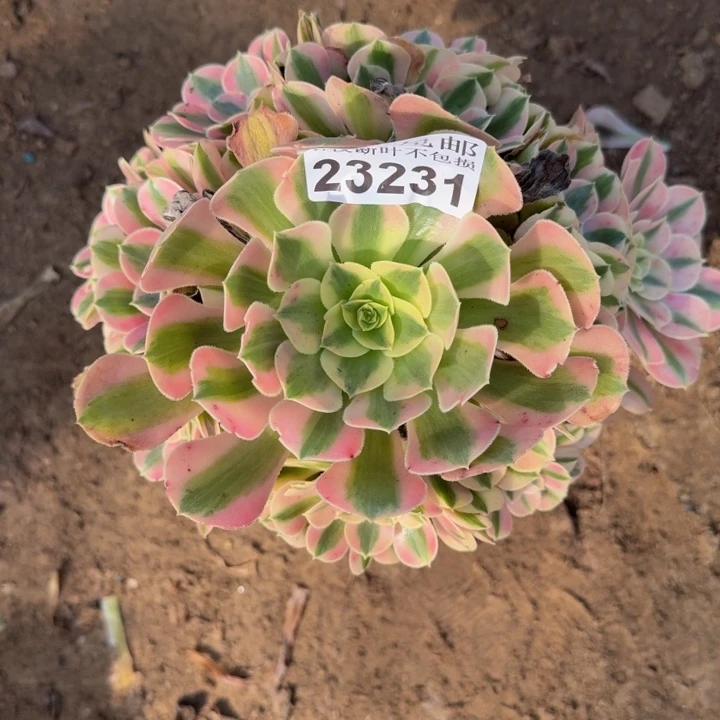 23231女巫多肉植物
