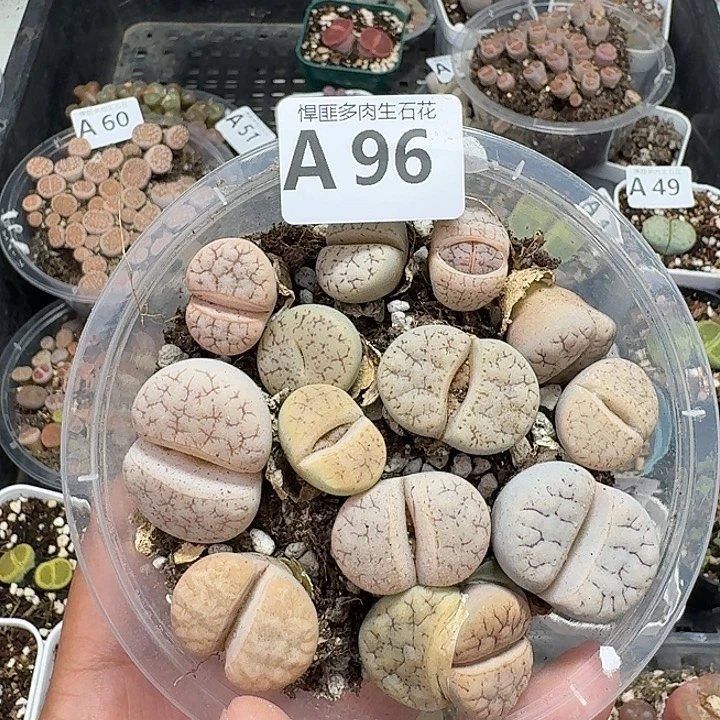 96多肉植物多肉植物