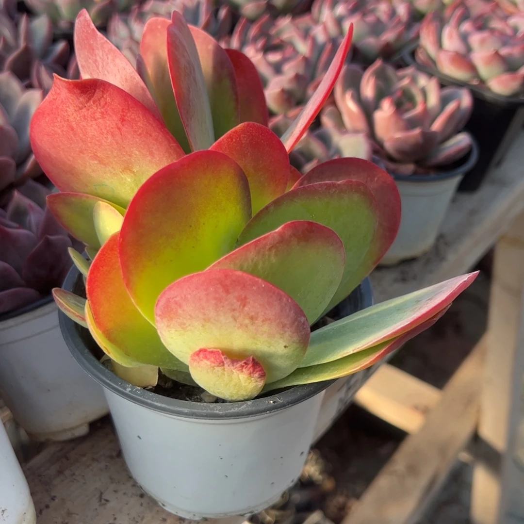 糖唐印群生多肉植物