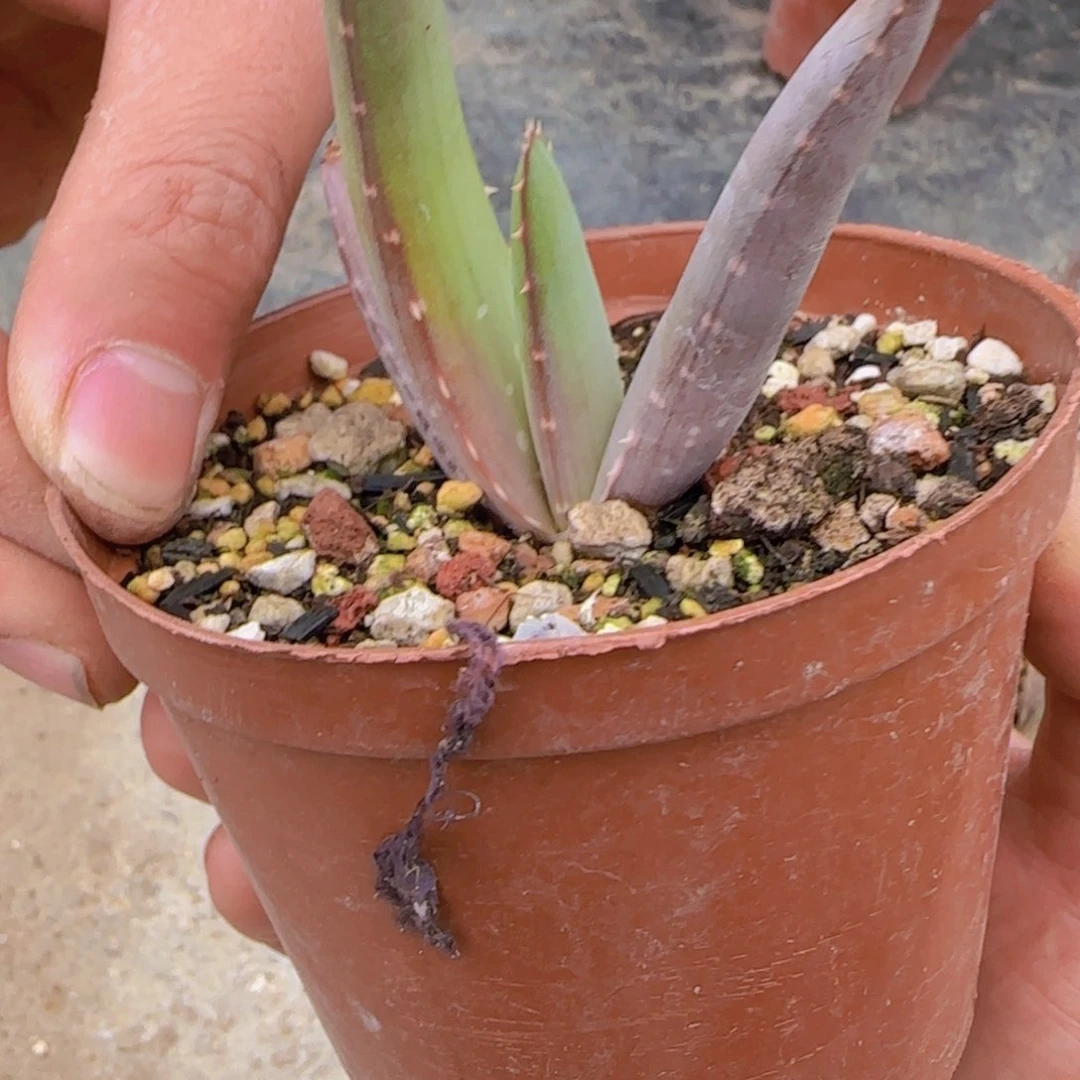 ?*迪块根植物块根植物块根植物