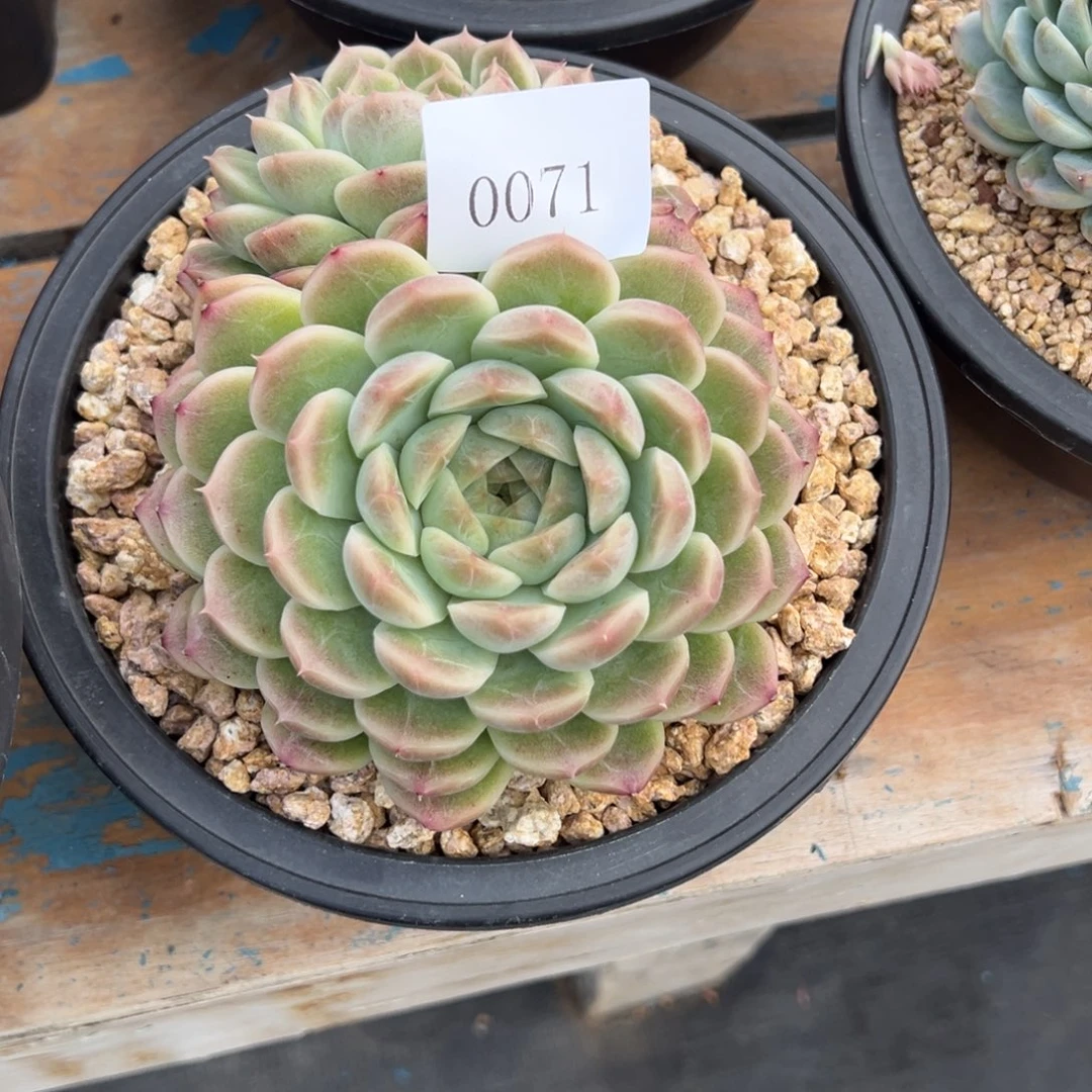 兜****?0971多肉多多多多