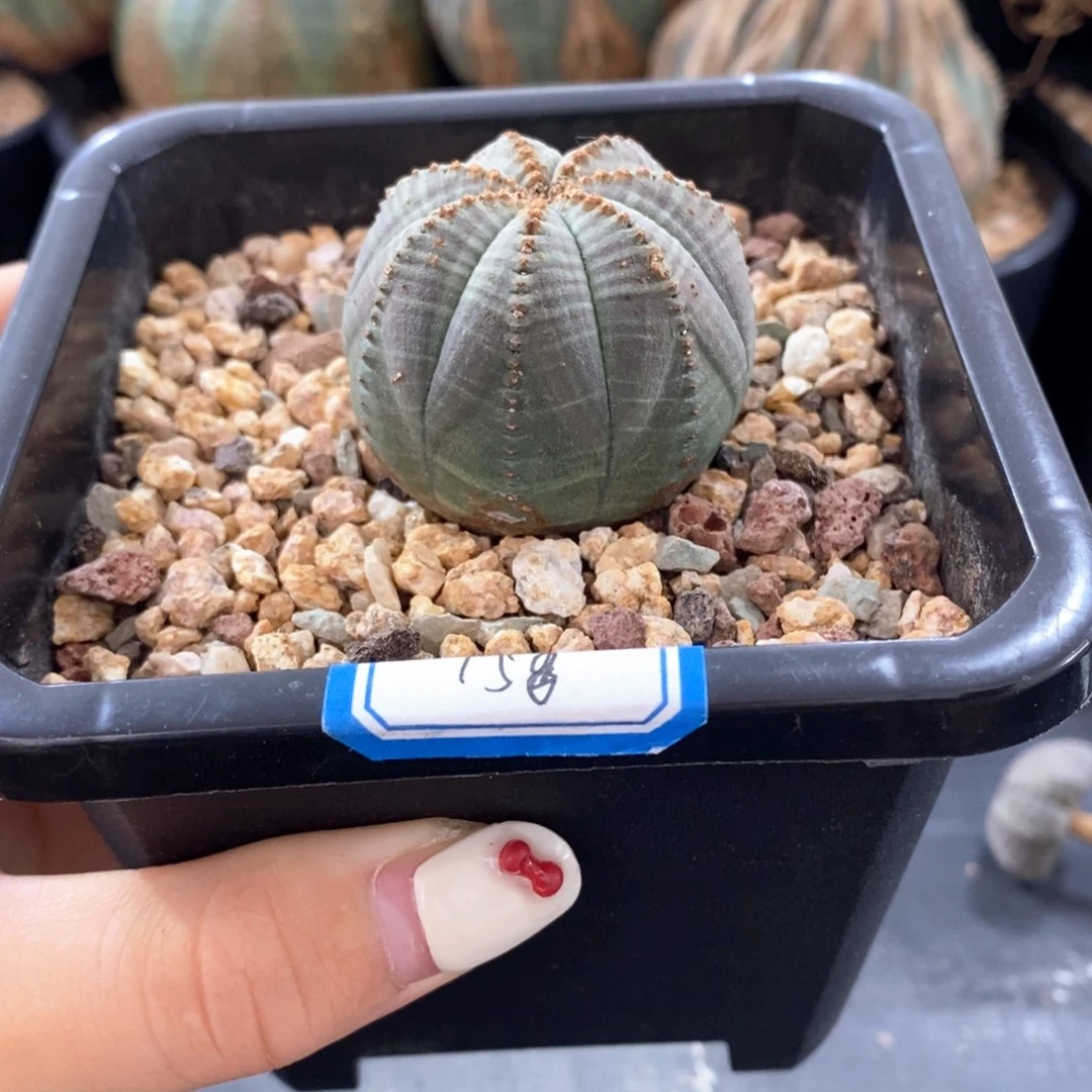 欧系实生布纹球一物一拍