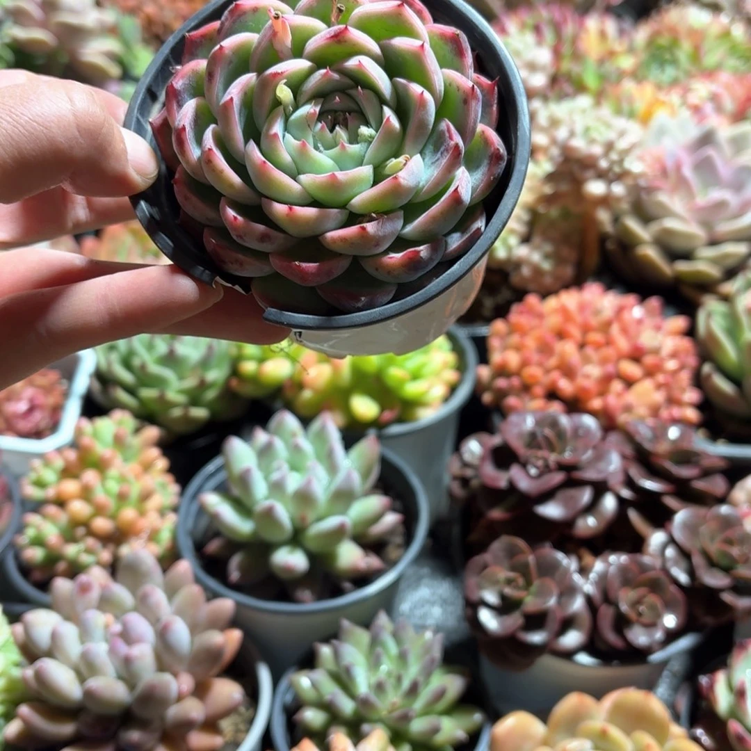 粉水晶多肉9㎝盆下播福利