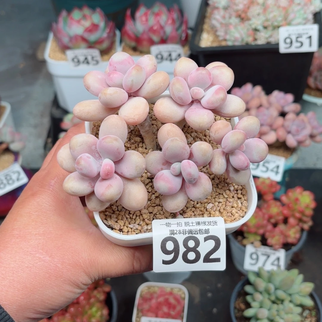 糖果桃蛋5头无盆土发货