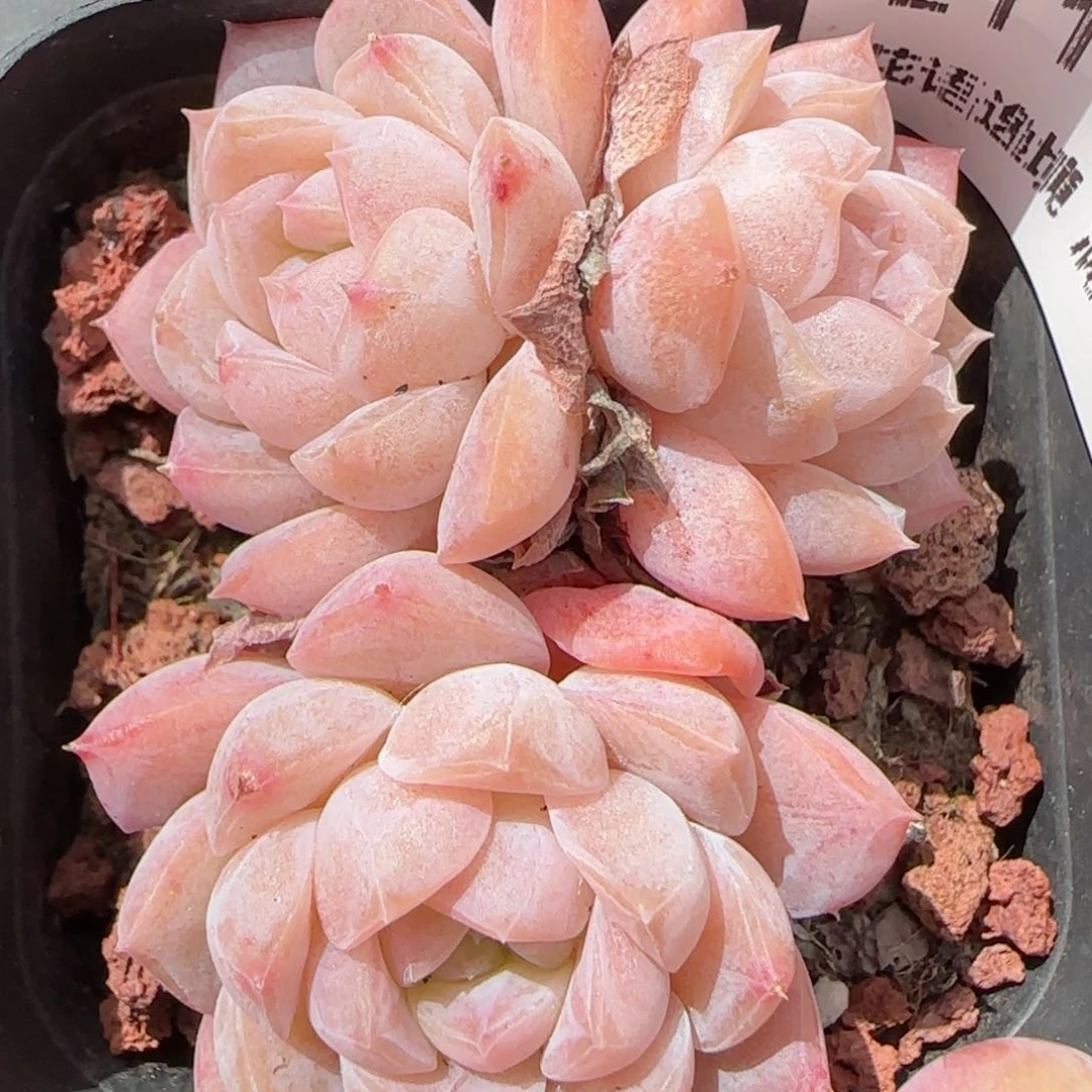 花语逸境0211-211