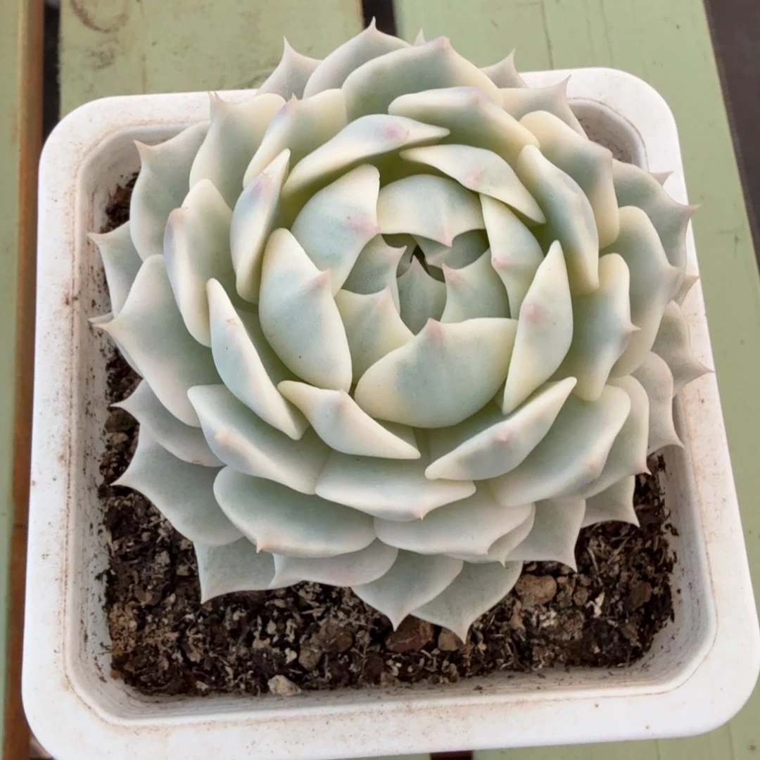 D***n露娜莲锦锦上园艺一物一拍