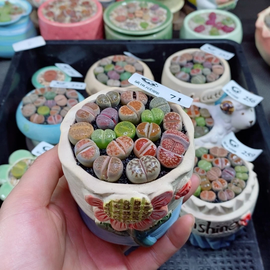 生石花花花花花花71