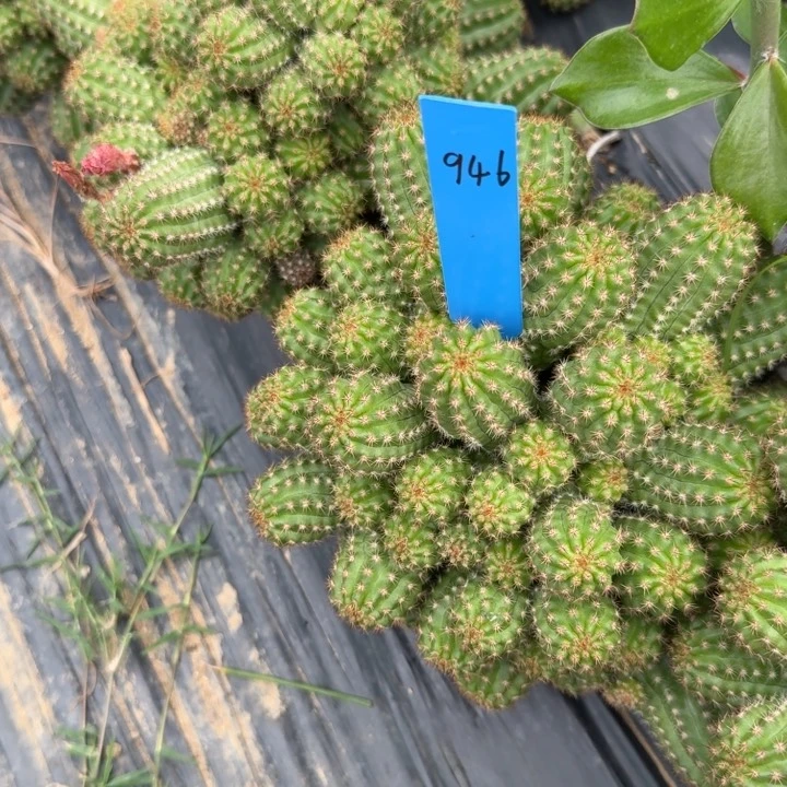 梅*酒白檀仙人掌100白檀946