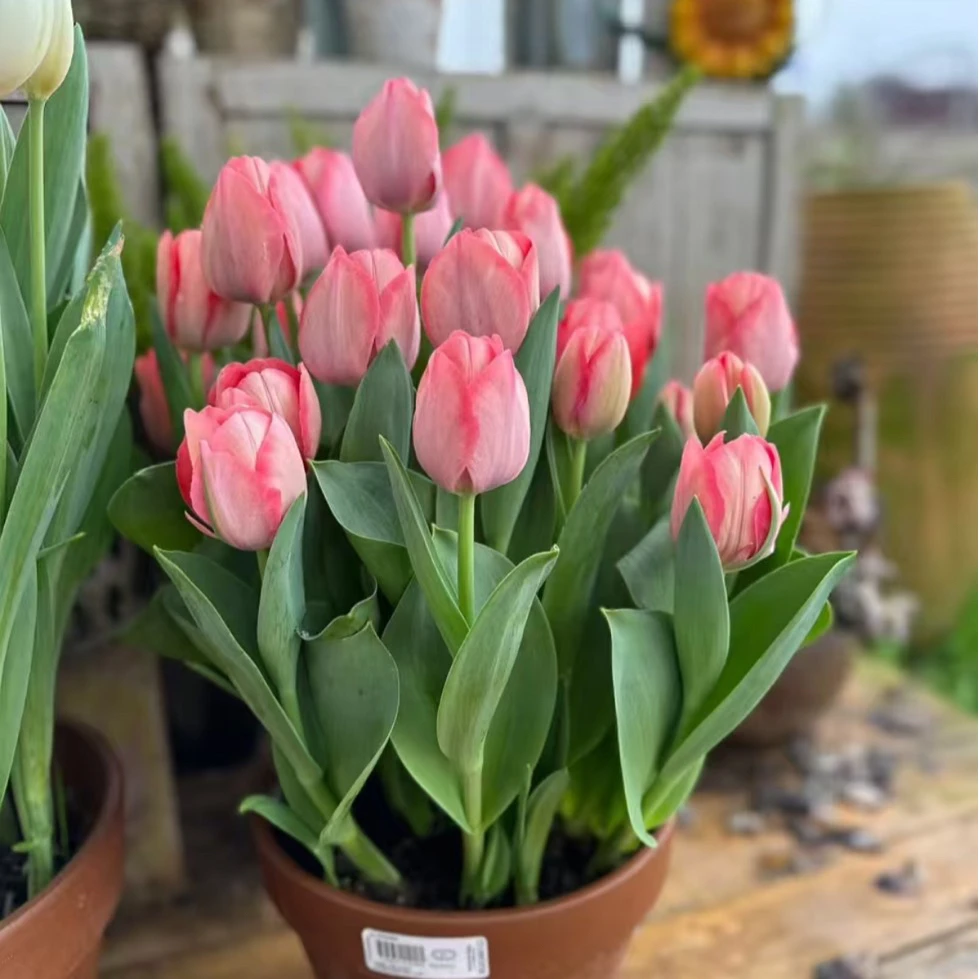 【缤纷甄选】精品郁金香种球范依克粉红到手四球！