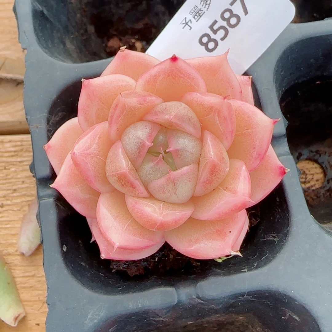 包子麦秆，8587多肉植物