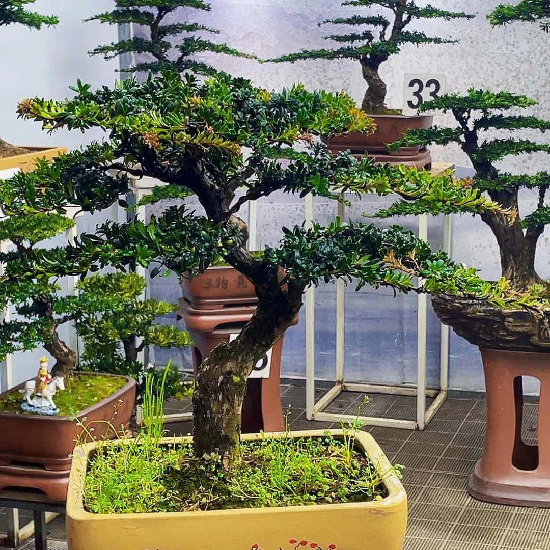 盆景盆景罗汉松盆景