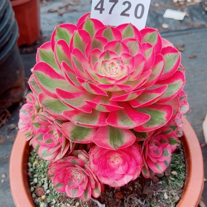 荔枝捧花多肉发货