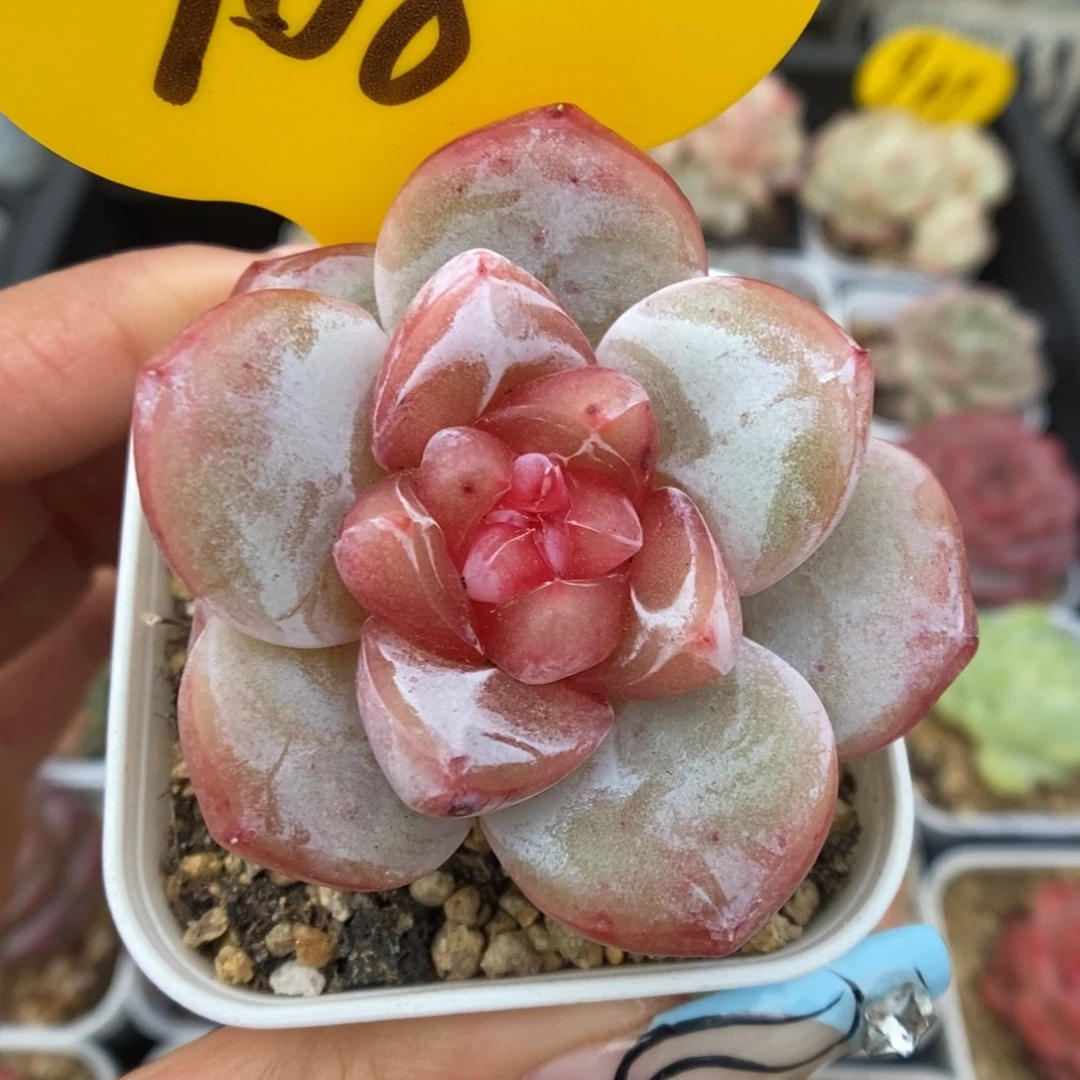 宝石心珍妮可拍908号