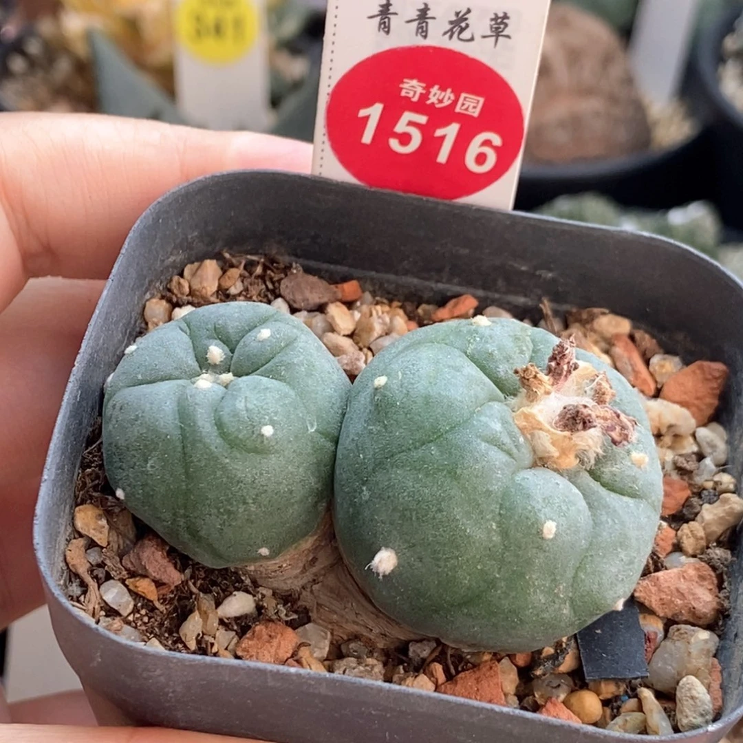 萝卜根双头海鲜36878