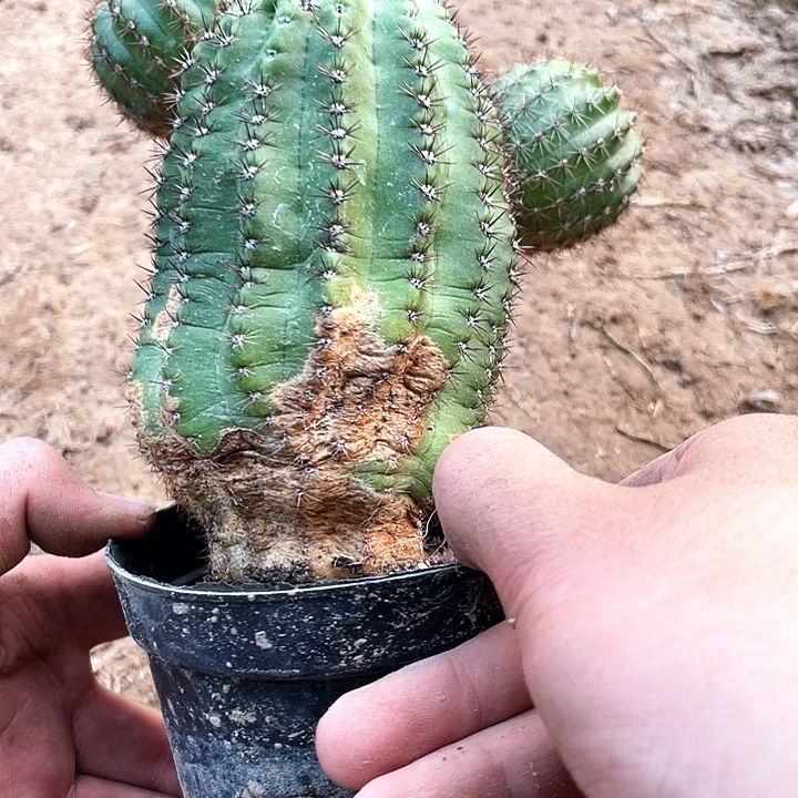 沉*?实生彩草仙人球疤球