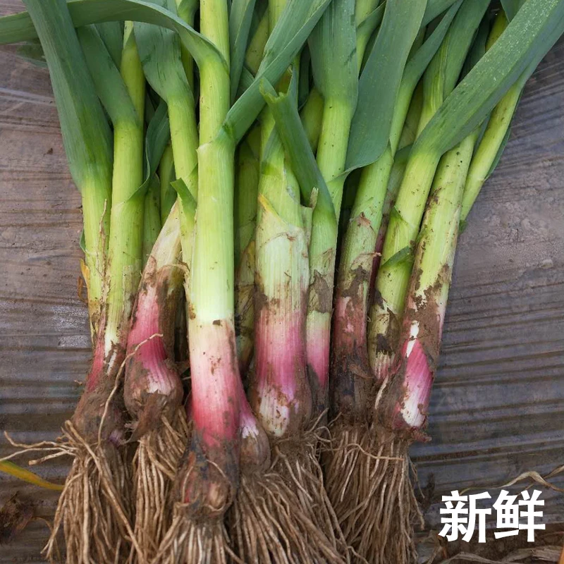 【书记助农】新鲜现挖蒜苗3斤装当季蔬菜江西新余