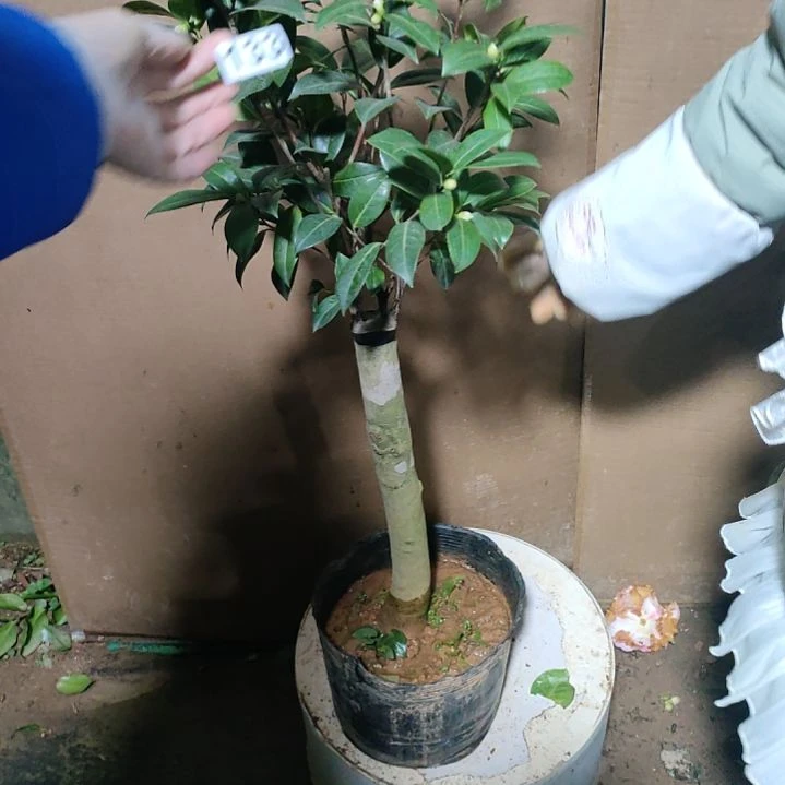 133云茶，原盆原土发货，不包邮