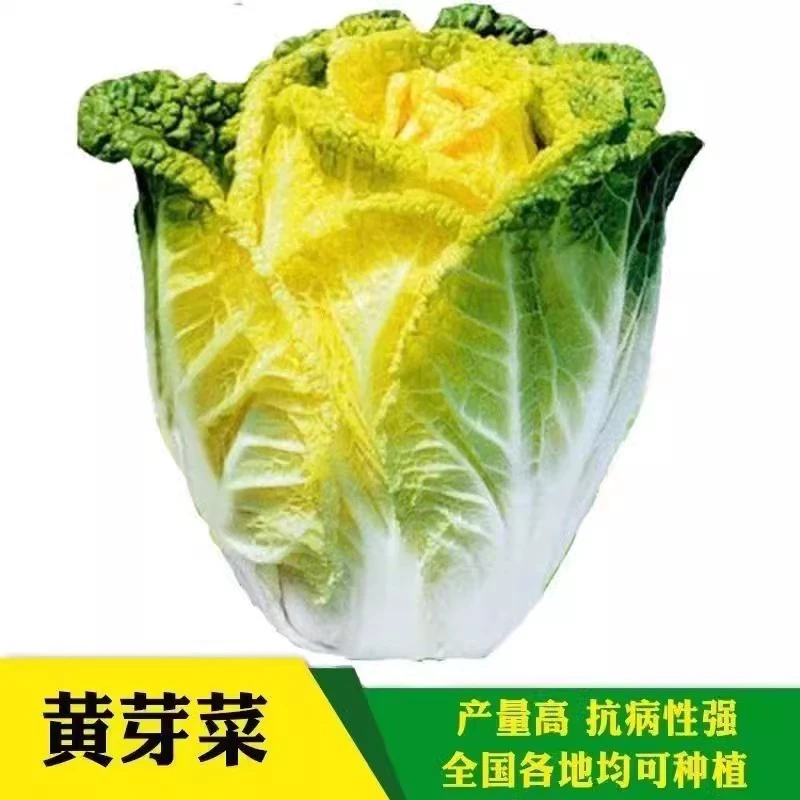 黄芽白菜种籽耐热耐寒黄芽14菜种孑农家高产春秋四季播蔬菜种子