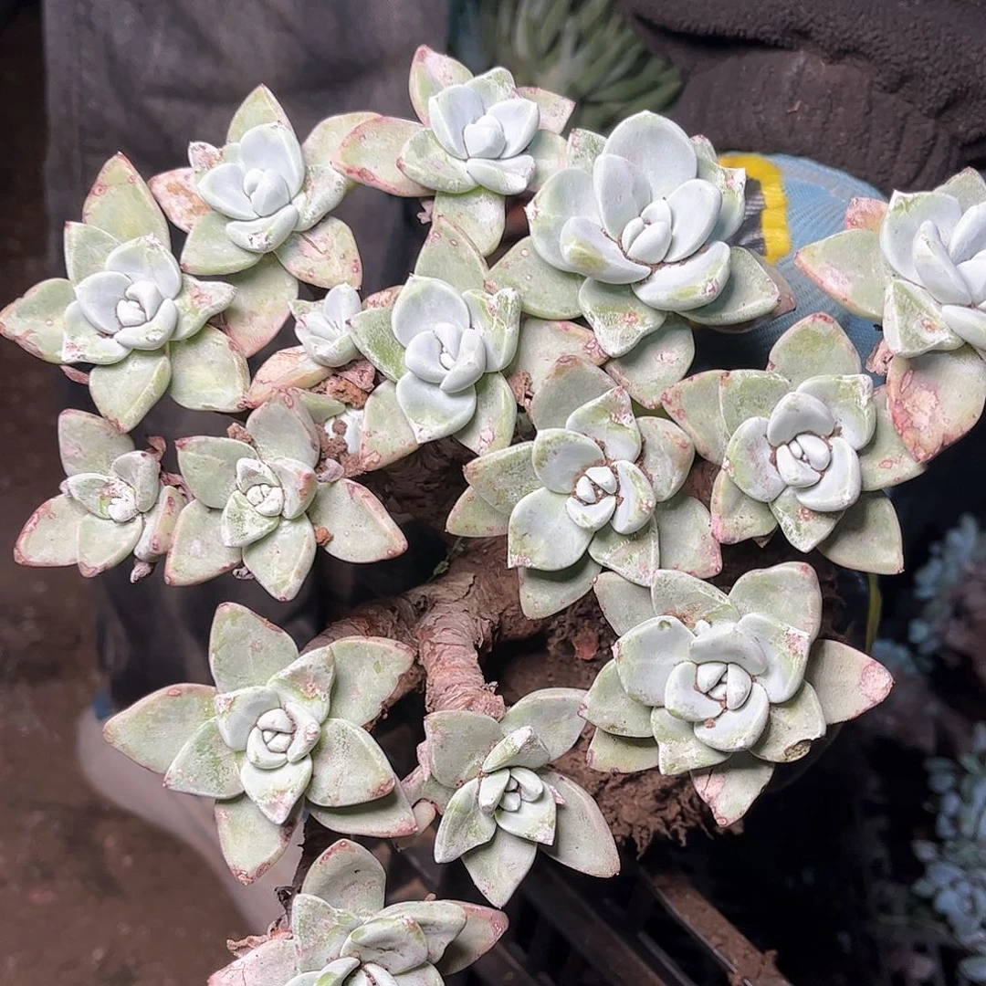 6348泡芙苹果叶多肉