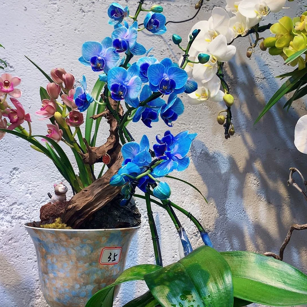 完全开放28 蝴蝶兰带花带花苞开放