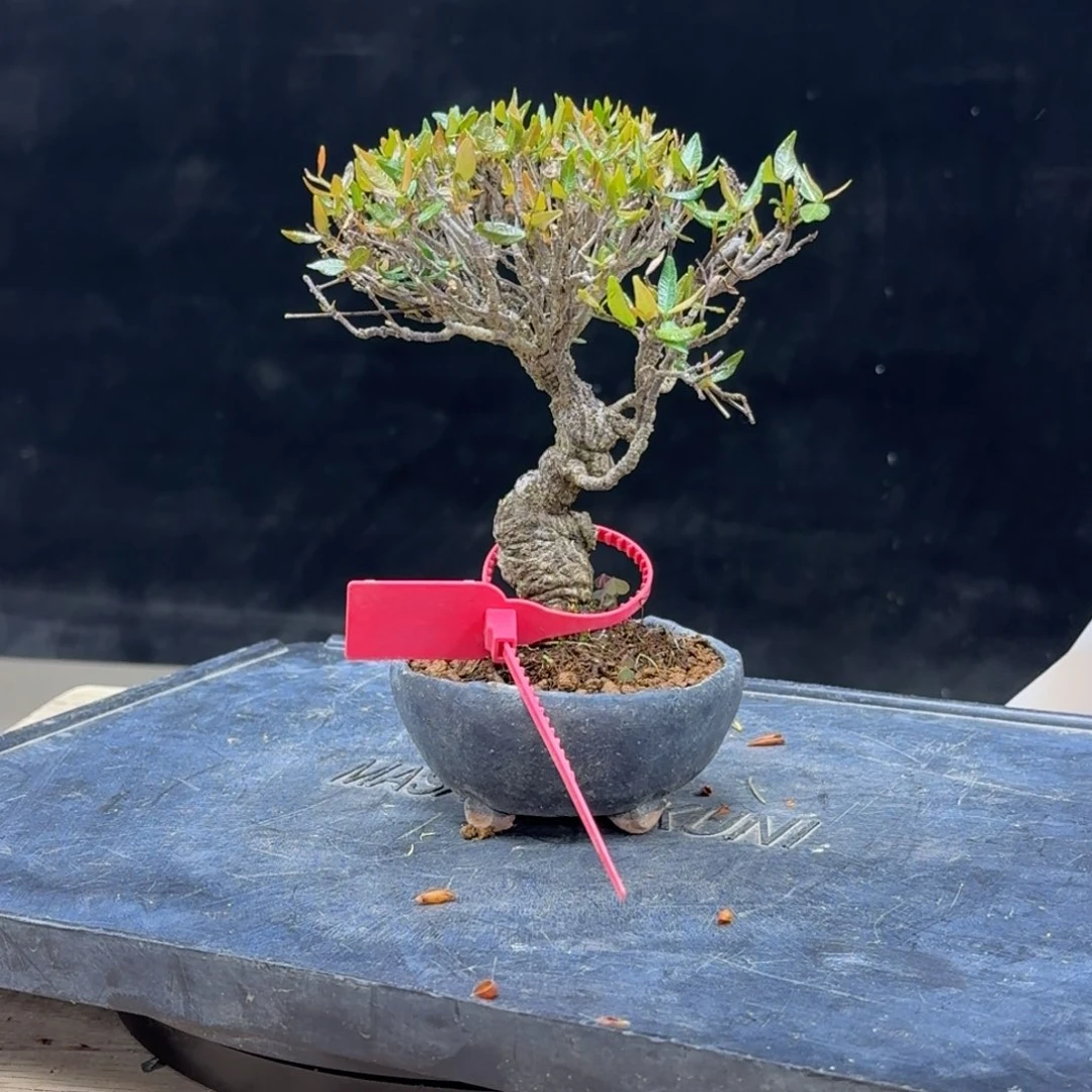 无花朵O**N3顺丰到付不包邮