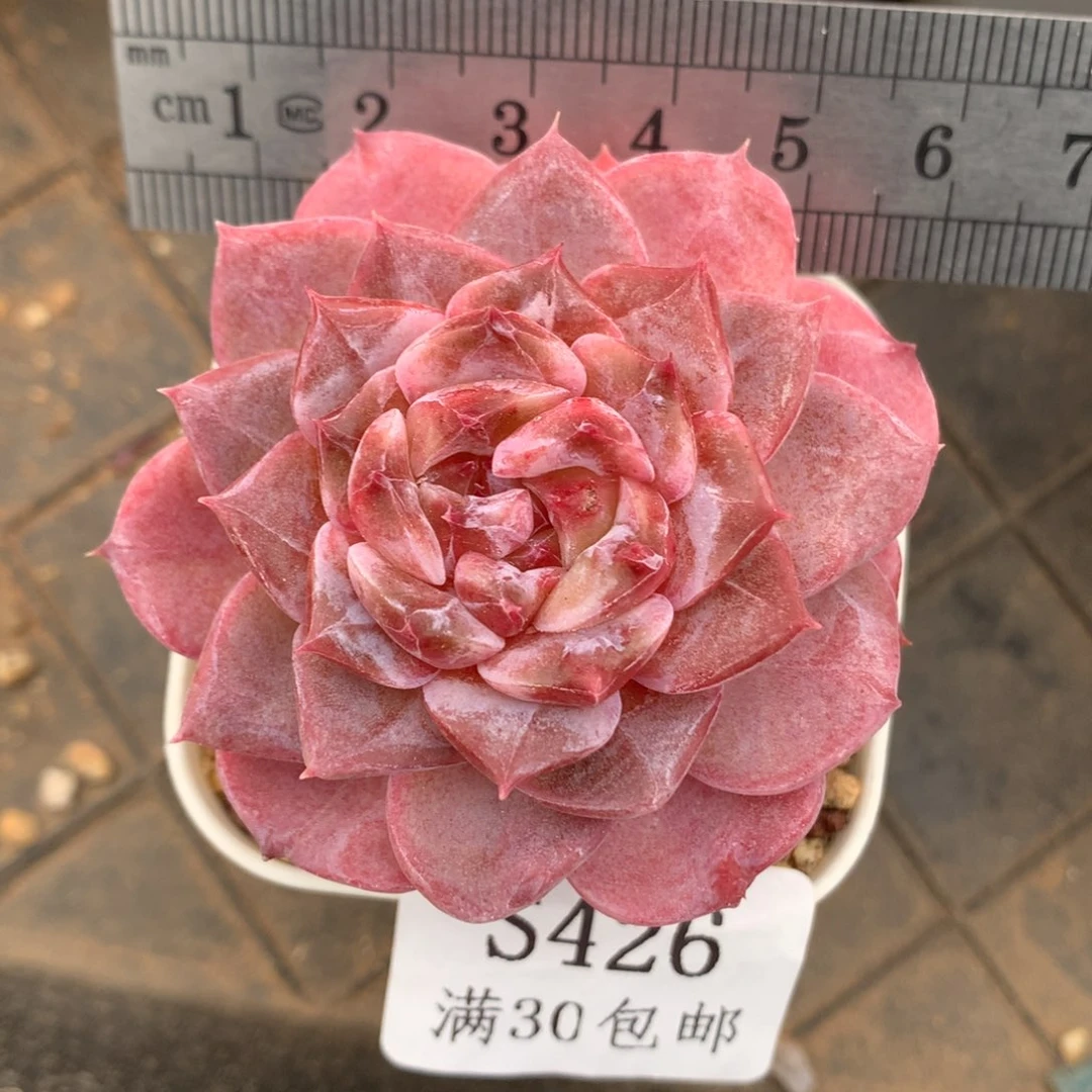 426。冰糖雪梨。分心。