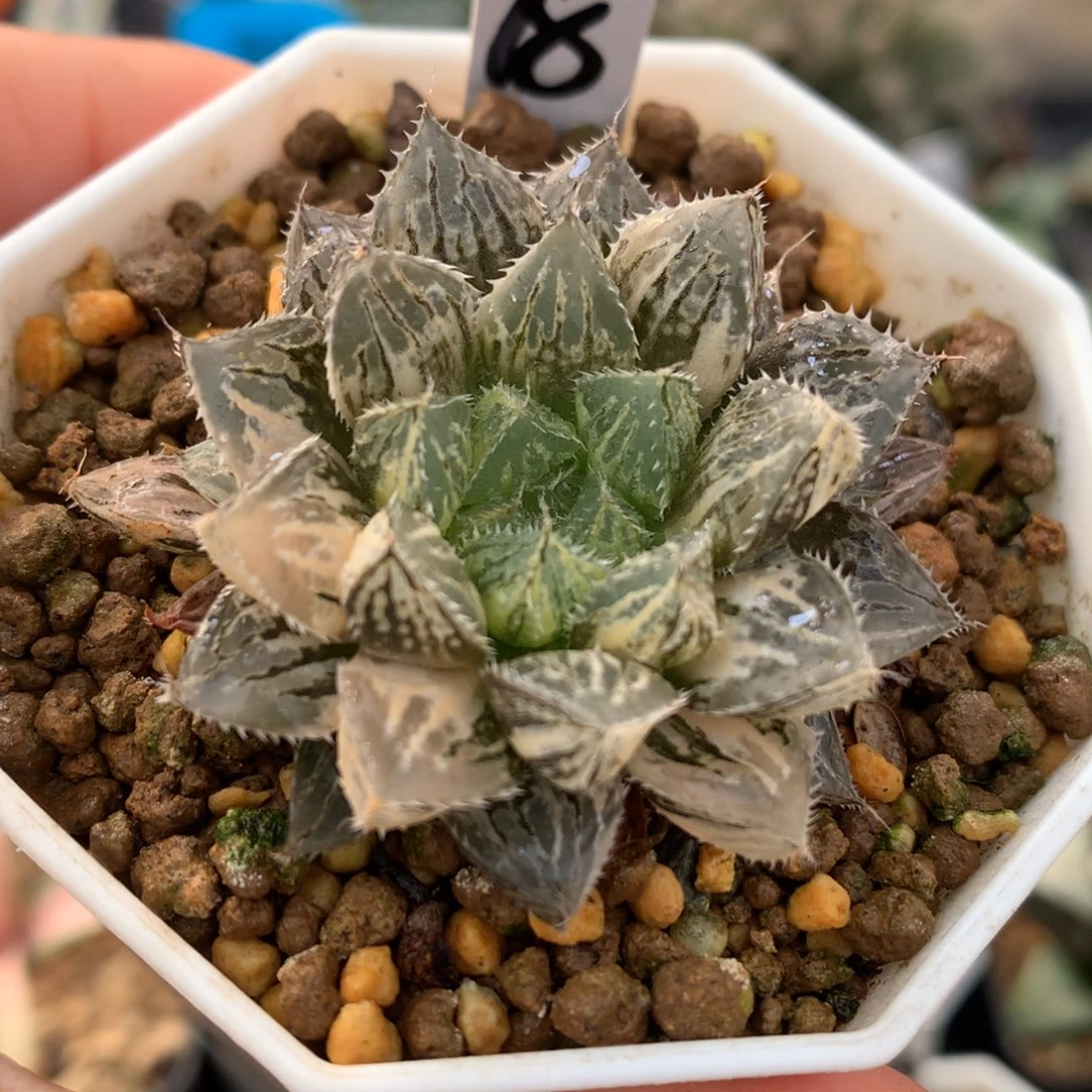 小叶楼兰玉露锦，带盆一起