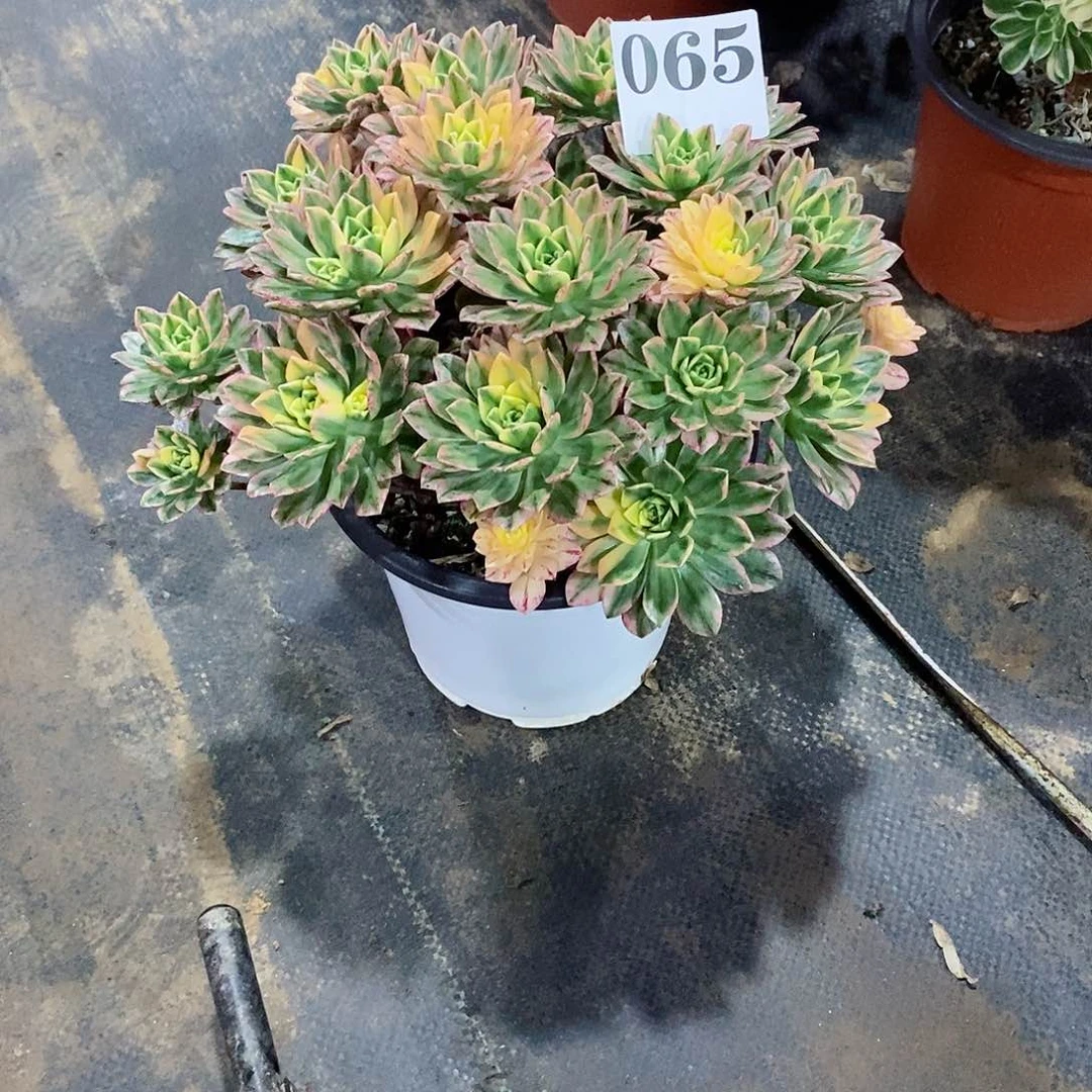 甜茶锦065多肉法师植物