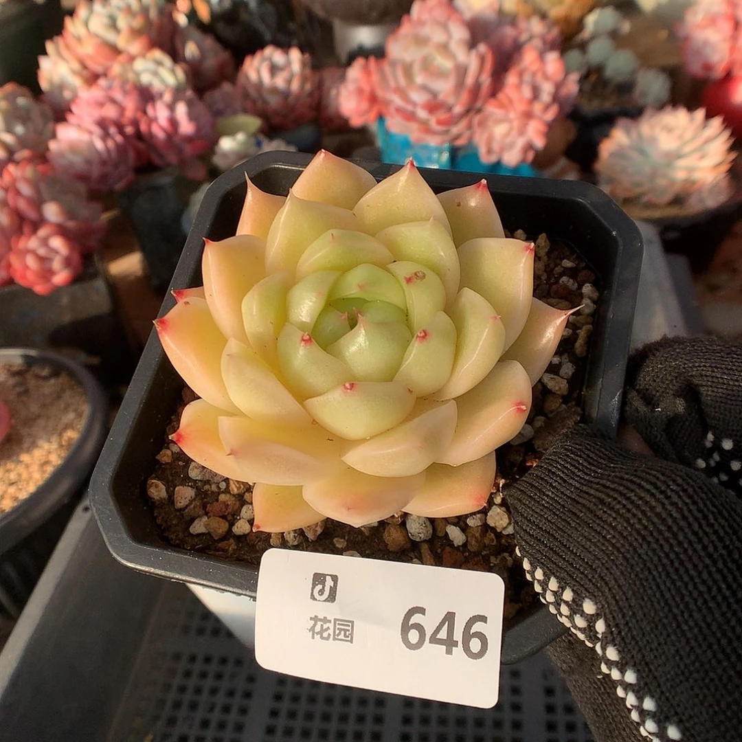 646麦秆多肉植物6666