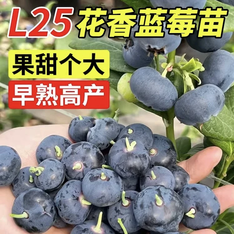 蓝莓苗黑色育苗袋多花多果脆甜无酸带花带果发货