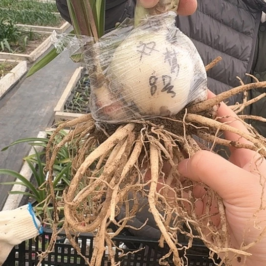 双梦8号 6.5～7带5个侧 包对版