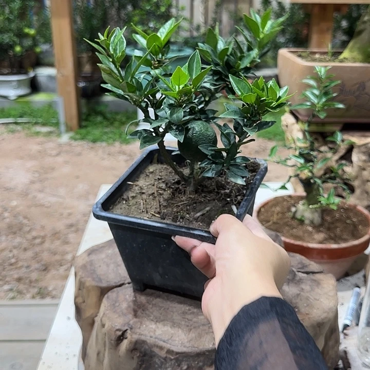 7***1直播间八房柑一物一拍