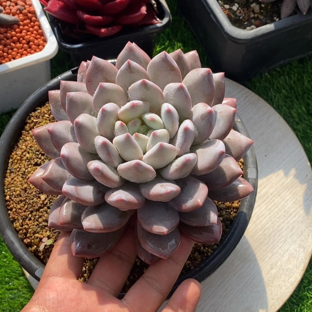 综合链接半夏单头