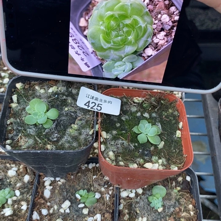 标425帝王绿一个量拍