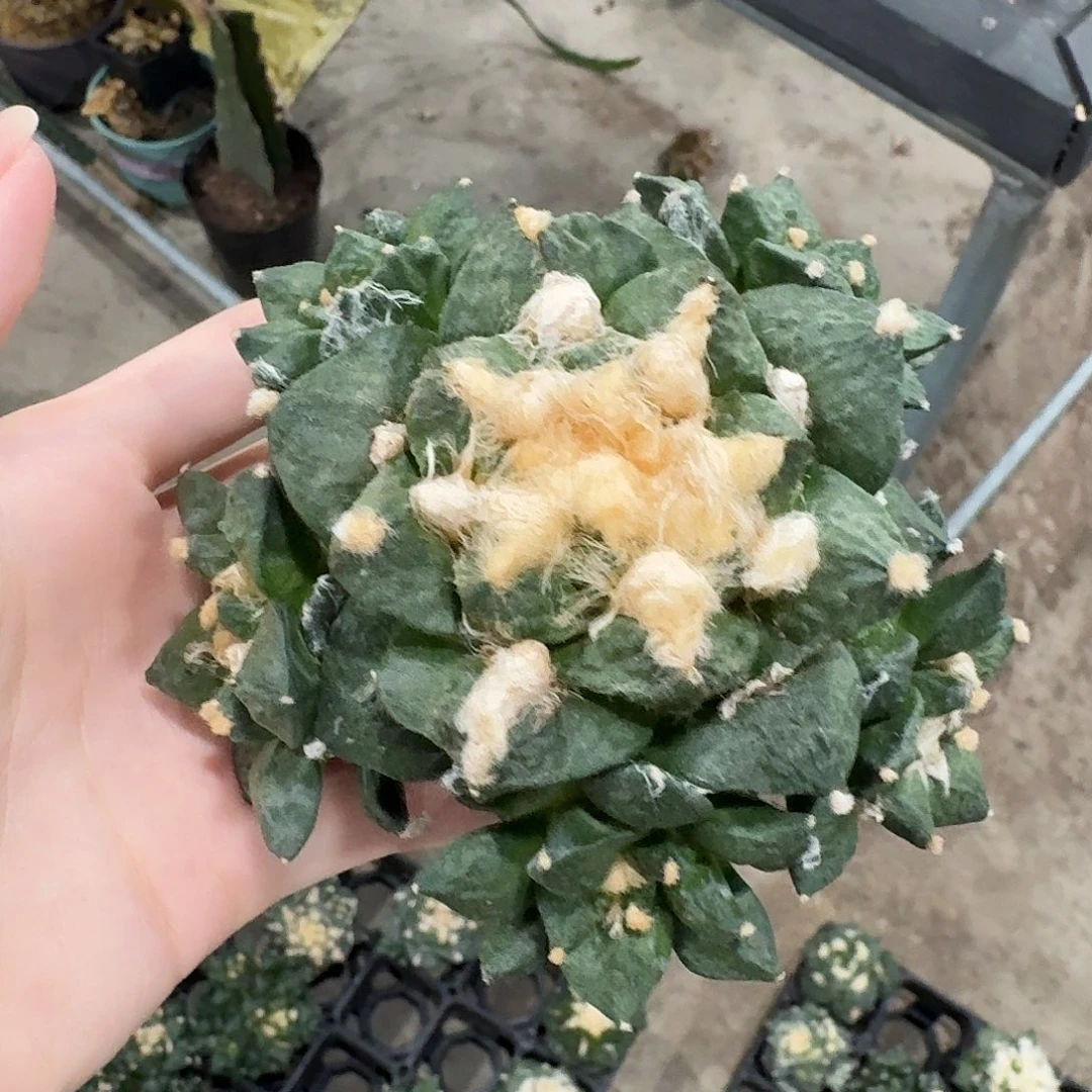 11.5cm翘尤青瓷群生无根