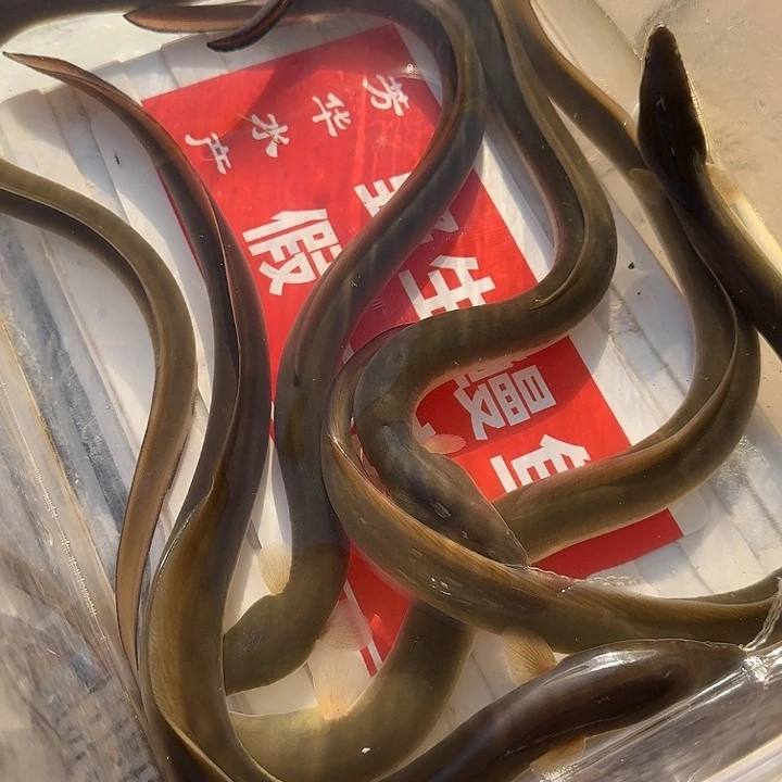 野生鳗鱼二斤一两