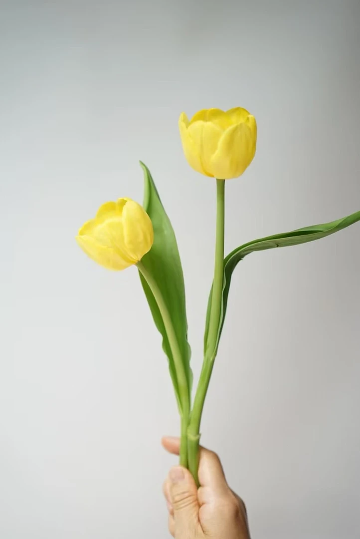 【源头一手价】海盛流金郁金香一把   云南基地  鲜花   水养