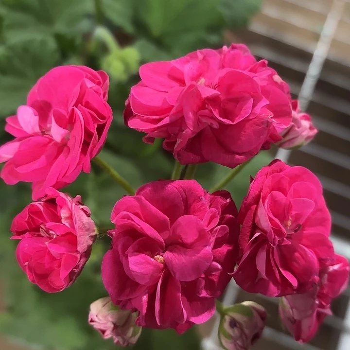 全部花苞罗莎琳达天竺葵