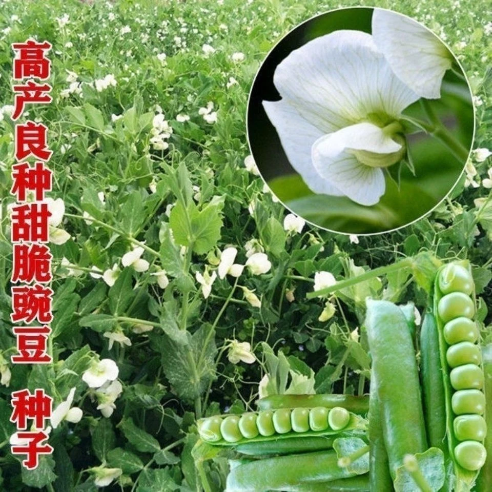 &..2025甜豌豆种子水果型脆可生吃菜豌豆大荚青豆甜豌豆尖四季播