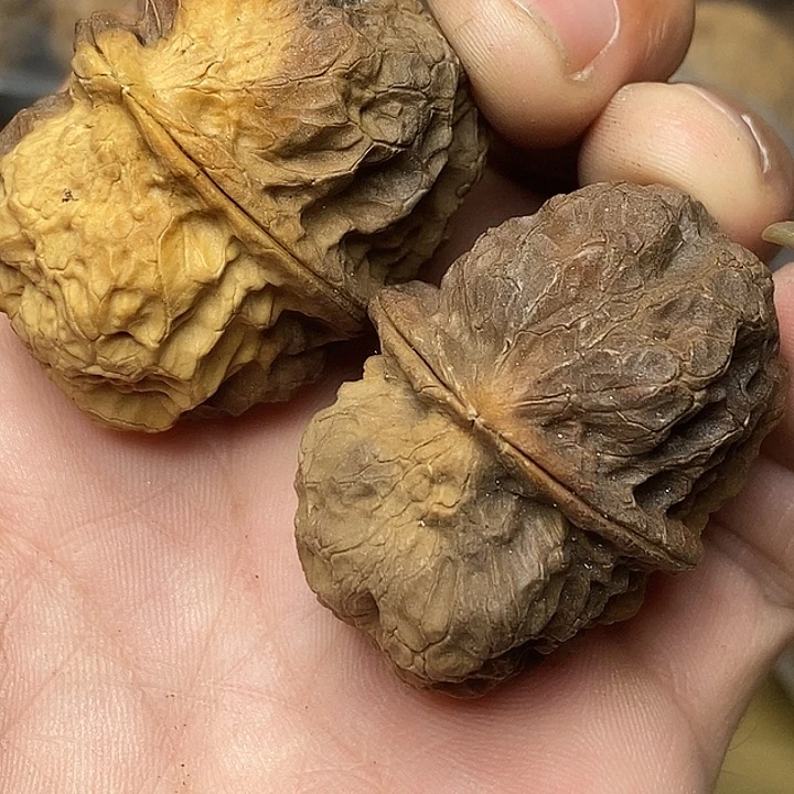 文玩核桃把件云南铁核桃94