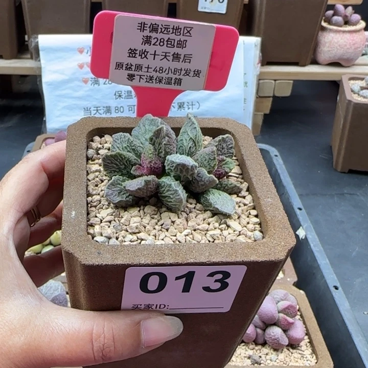 平***我013大鱼海棠多肉植物