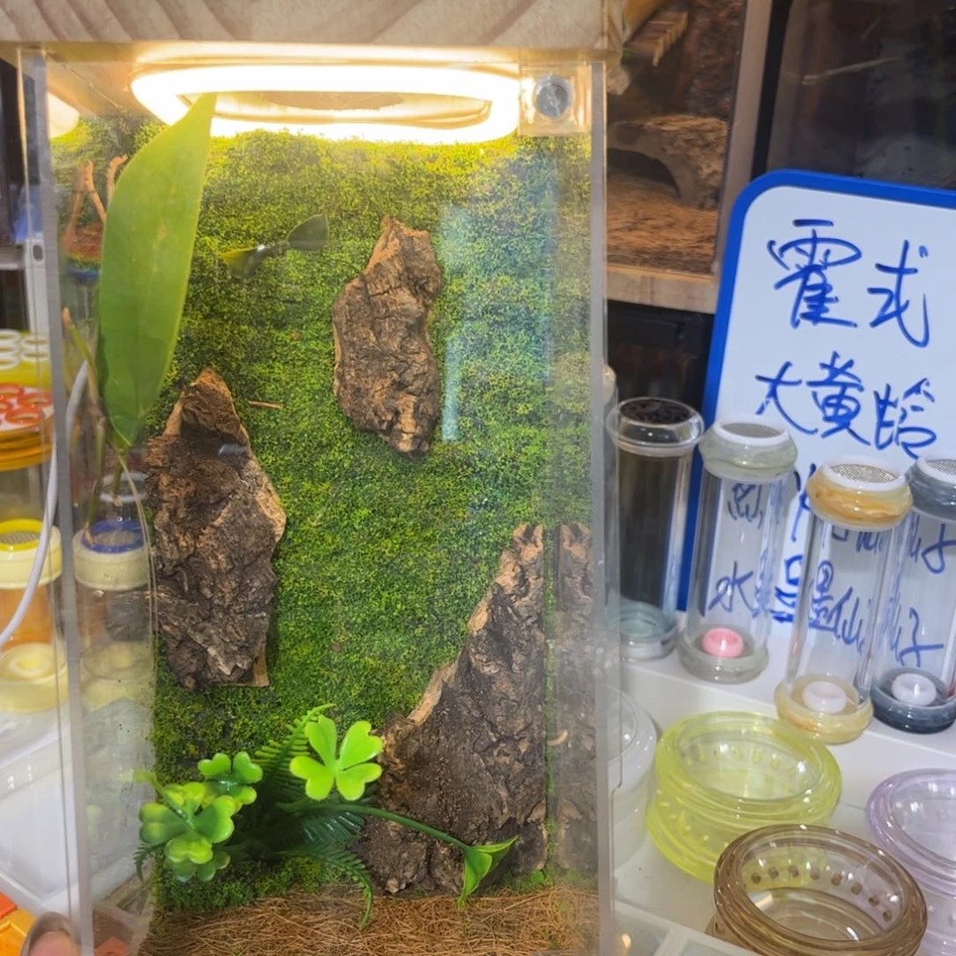 n***w实木生态加冠脉素背