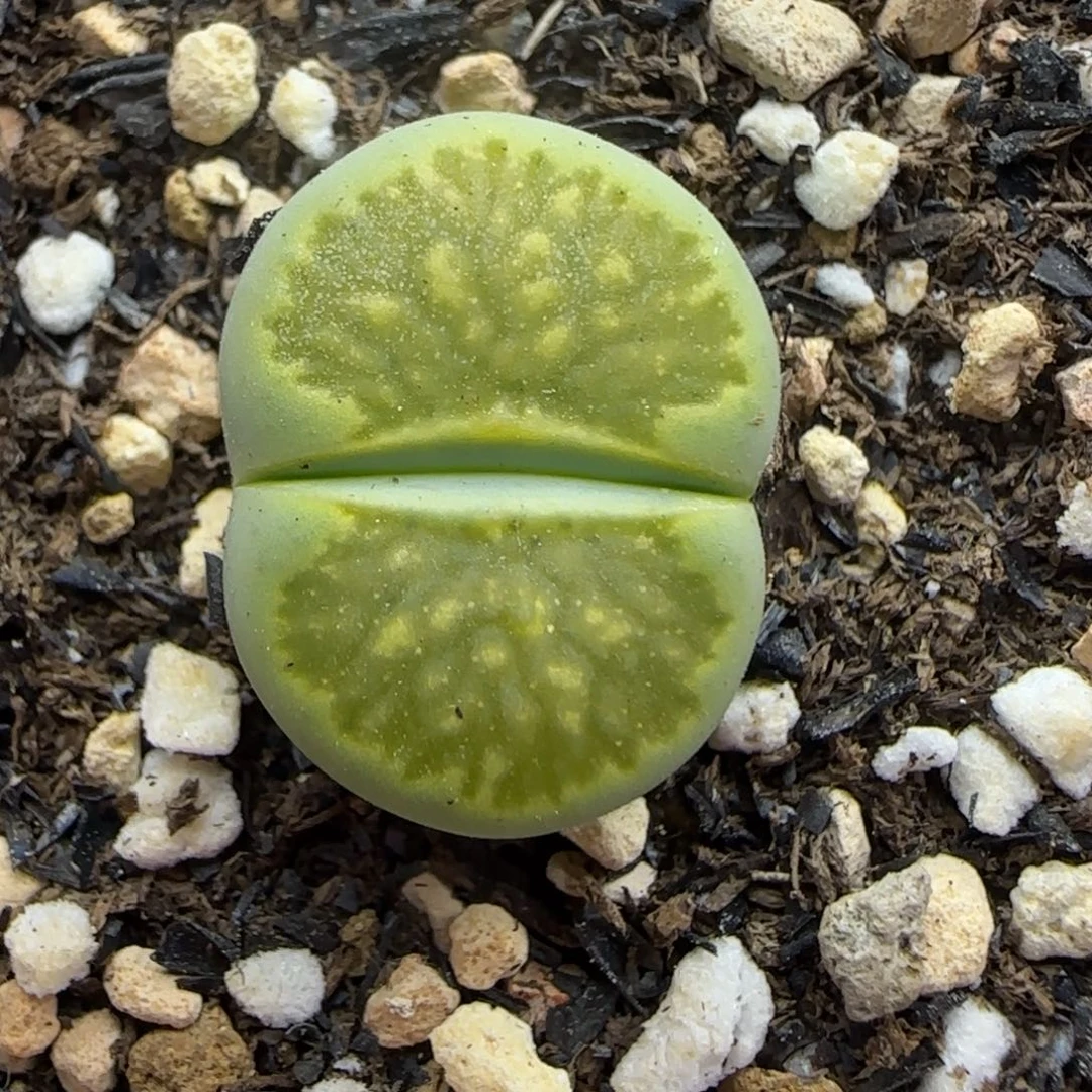 004生石花大棚直播