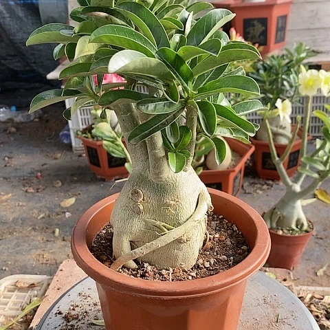 【闪购商品】给****?绿植