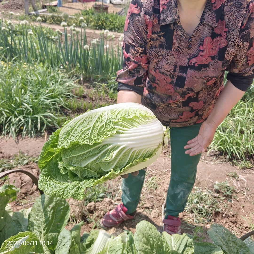 大白菜两颗-丈母娘家自留地种的